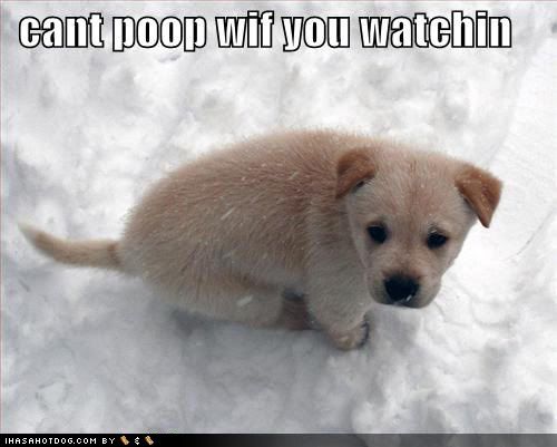cute-puppy-picture-loldogs-cant-poo.jpg
