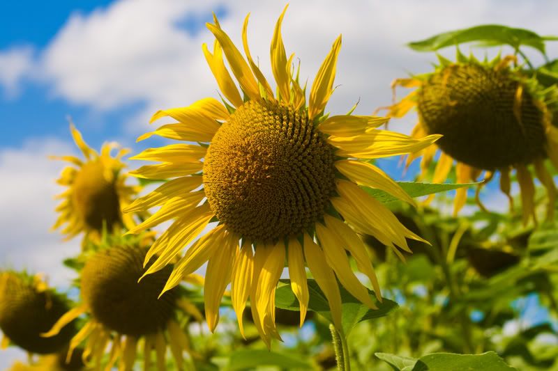 IMAGE: http://i30.photobucket.com/albums/c302/vmlopes/IMG_1134.jpg