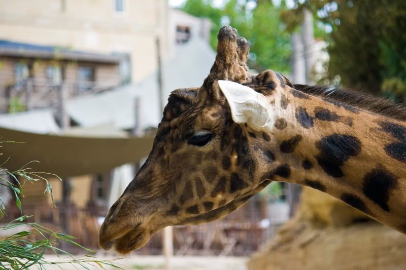 IMAGE: http://i30.photobucket.com/albums/c302/vmlopes/IMG_1254.jpg