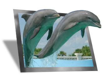 dolphins_frame.jpg