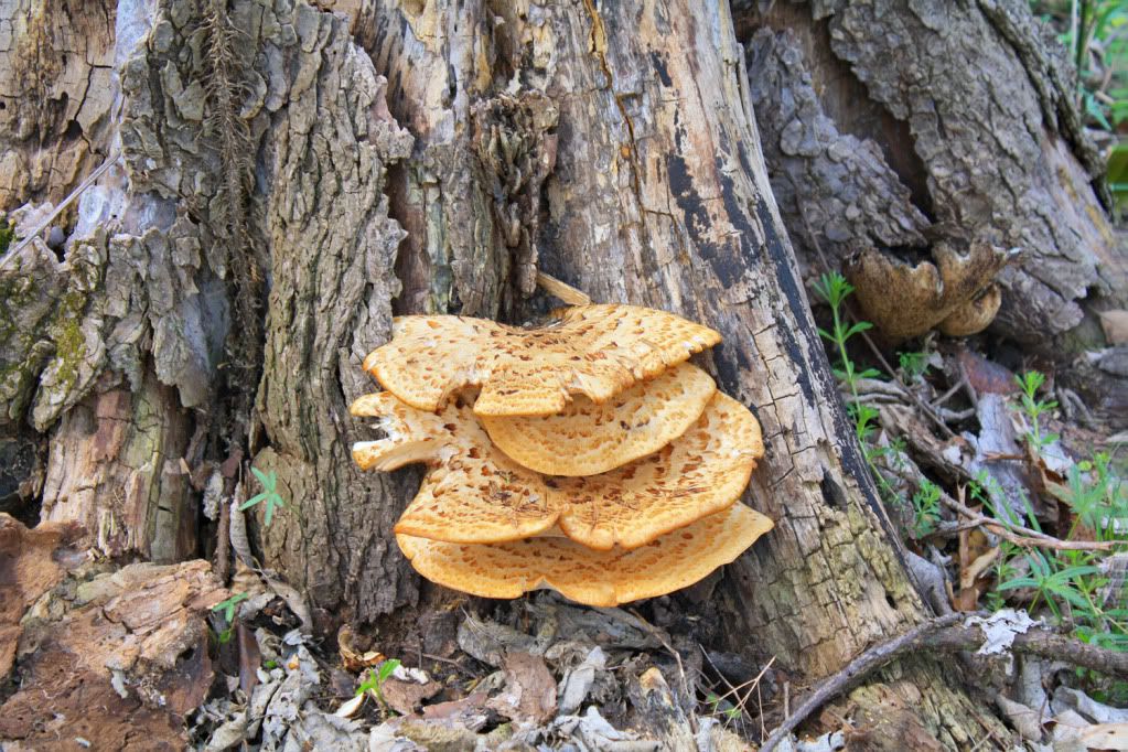 IMAGE: http://i30.photobucket.com/albums/c303/winters19/shelf-1.jpg