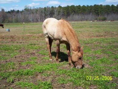 http://i30.photobucket.com/albums/c304/boltpqhorses/teaser/teas325.jpg