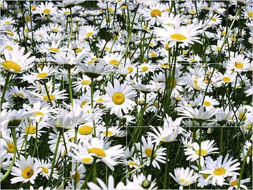 field_of_daisies_full.jpg