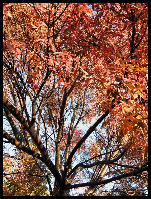 Autumn__s_Fire_by_Pianochick66.jpg