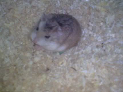 Image hosting by Photobucket