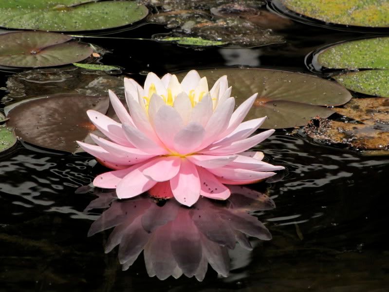 IMAGE: http://i30.photobucket.com/albums/c307/hawaiibg/Around%20Vancouver/IMG_0022.jpg