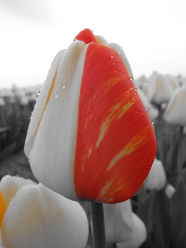 IMAGE: http://i30.photobucket.com/albums/c307/hawaiibg/Random%20shots/IMG_0019.jpg