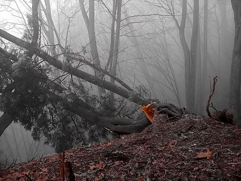 IMAGE: http://i30.photobucket.com/albums/c307/hawaiibg/Random%20shots/file-2.jpg