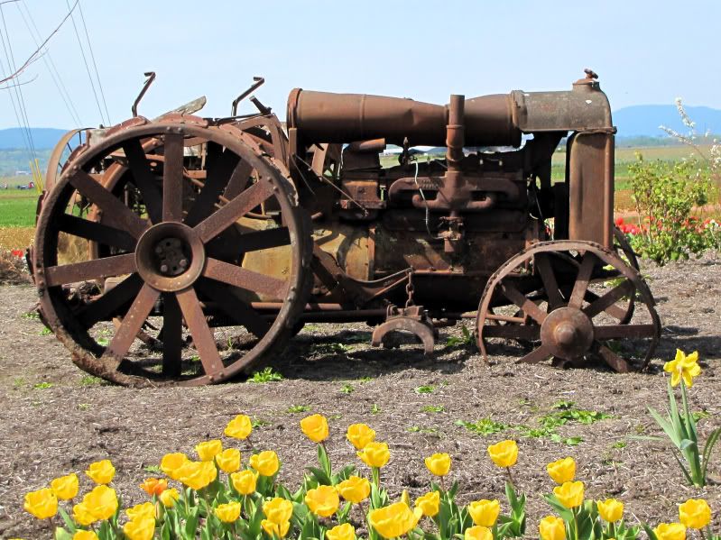 IMAGE: http://i30.photobucket.com/albums/c307/hawaiibg/tulip%20fest%202010/TulipFest-2010-K-282.jpg