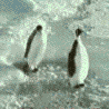 penguines.gif image by DiorAddict_