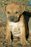 staffy.jpg image by DiorAddict_