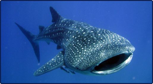 whale-shark1.jpg