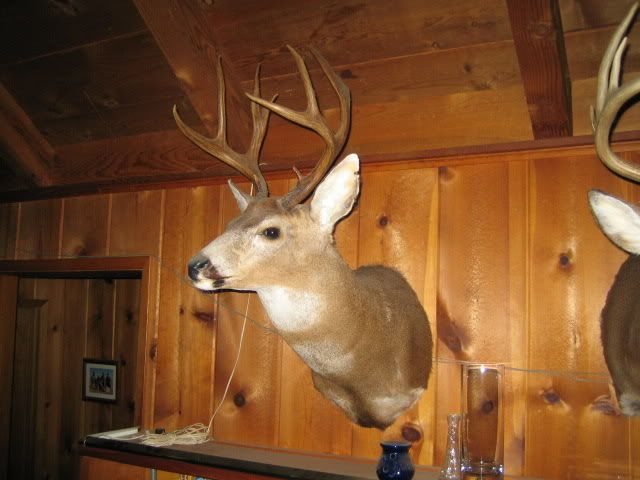 Deer mount - What config side, front .. Sneak? - www.ifish.net