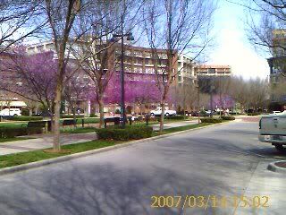 Addison Circle in the Spring