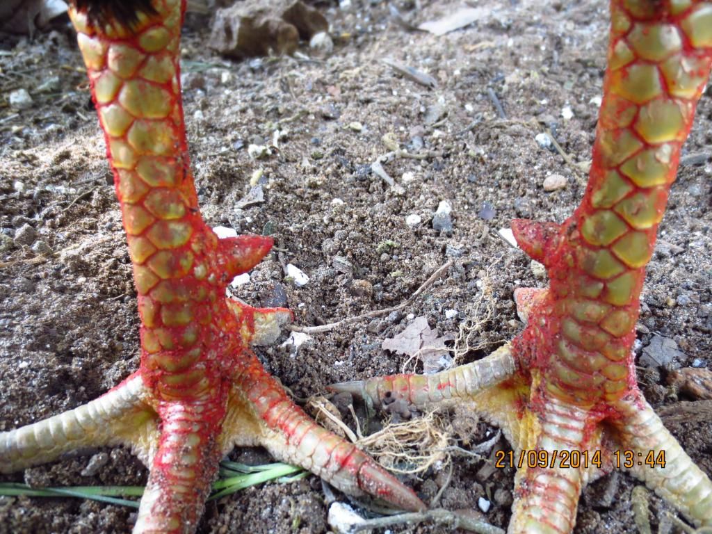 Gà nòi bổn bến tre-uy tín hàng đầu-làm ăn dài lâu-cập nhật gà mới thường xuyên - 4