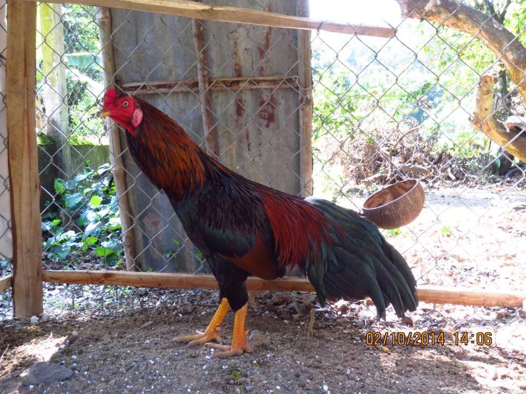 Gà nòi bổn bến tre-uy tín hàng đầu-làm ăn dài lâu-cập nhật gà mới thường xuyên - 6