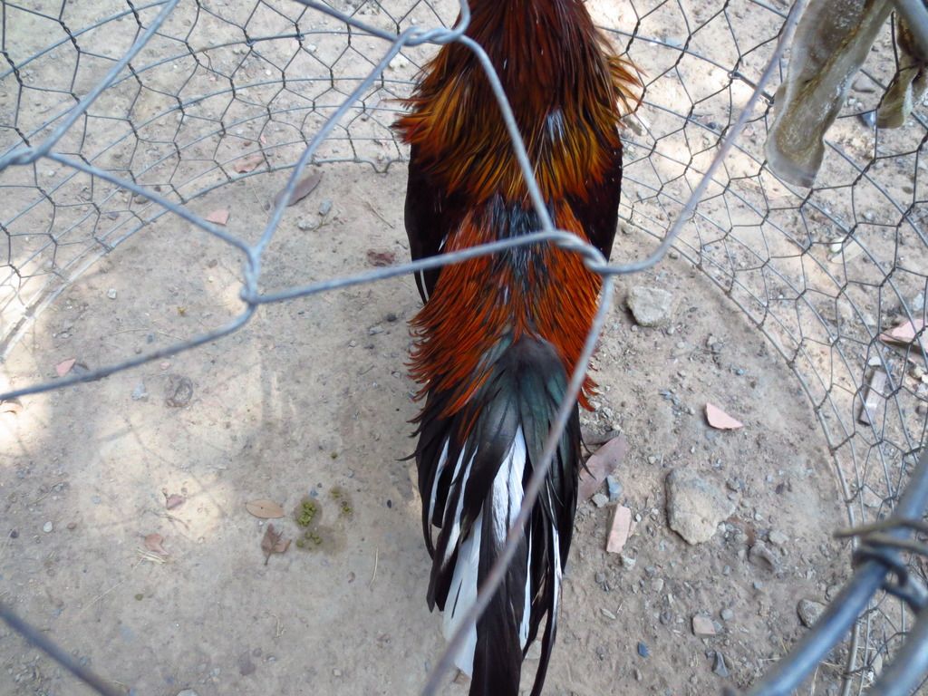 Topic của những con gà nòi cựa đẳng cấp và uy tín - 1