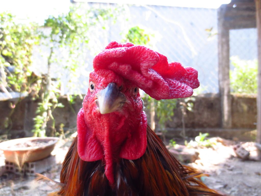 Topic của những con gà nòi cựa đẳng cấp và uy tín - 2