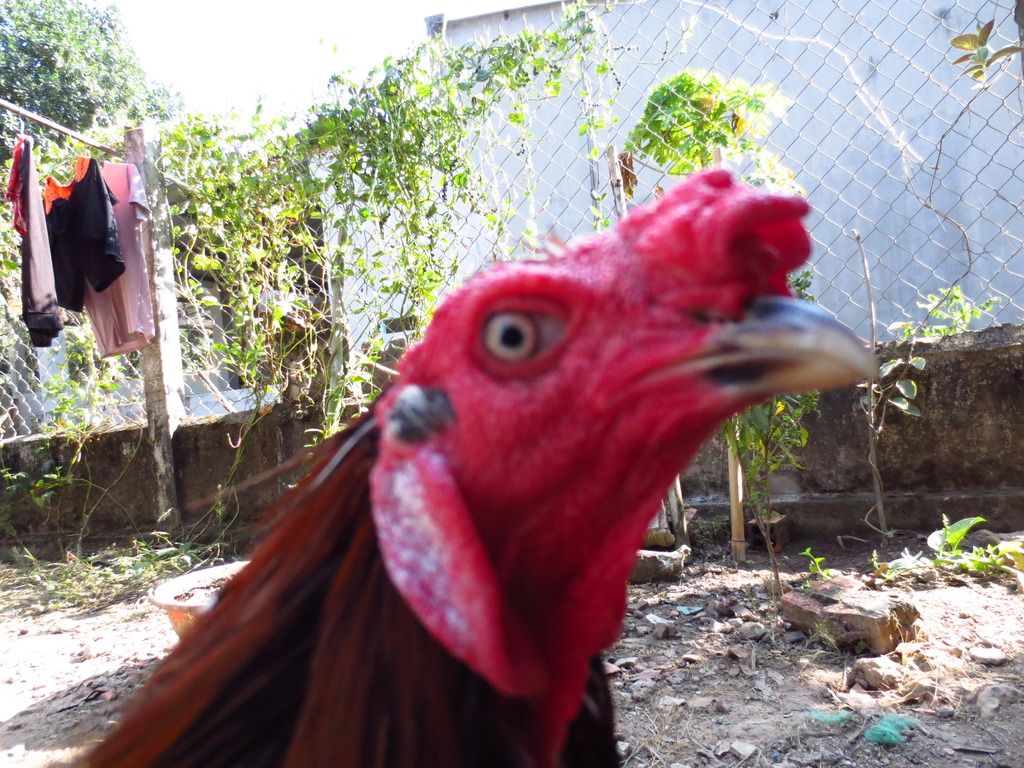 Topic của những con gà nòi cựa đẳng cấp và uy tín - 3