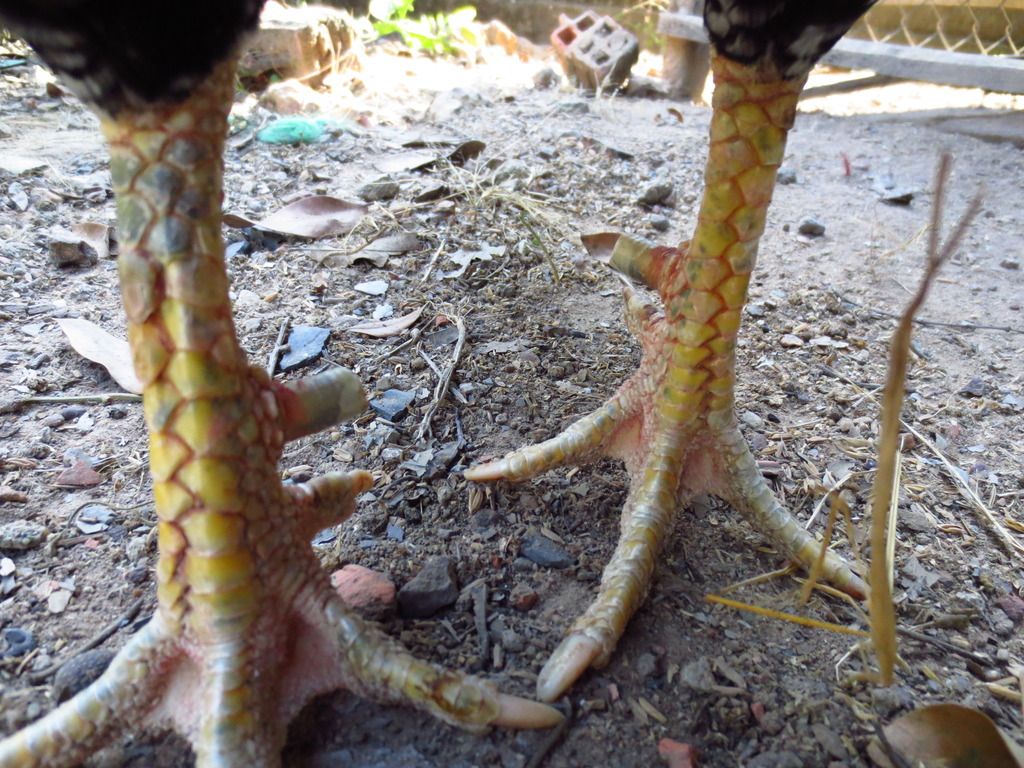 Topic của những con gà nòi cựa đẳng cấp và uy tín - 4