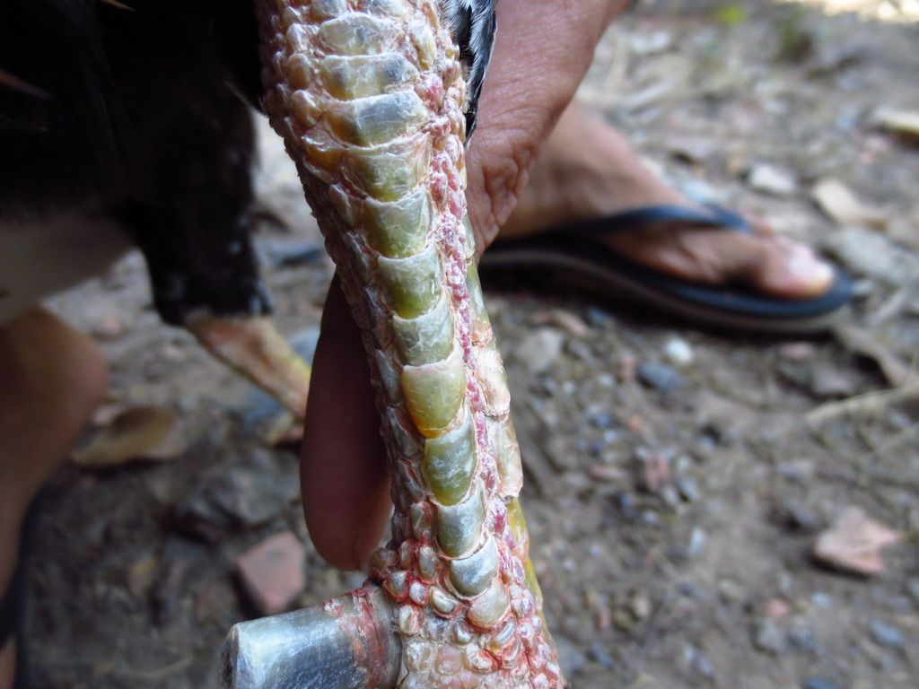 Topic của những con gà nòi cựa đẳng cấp và uy tín - 5