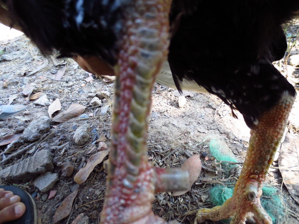 Topic của những con gà nòi cựa đẳng cấp và uy tín - 6