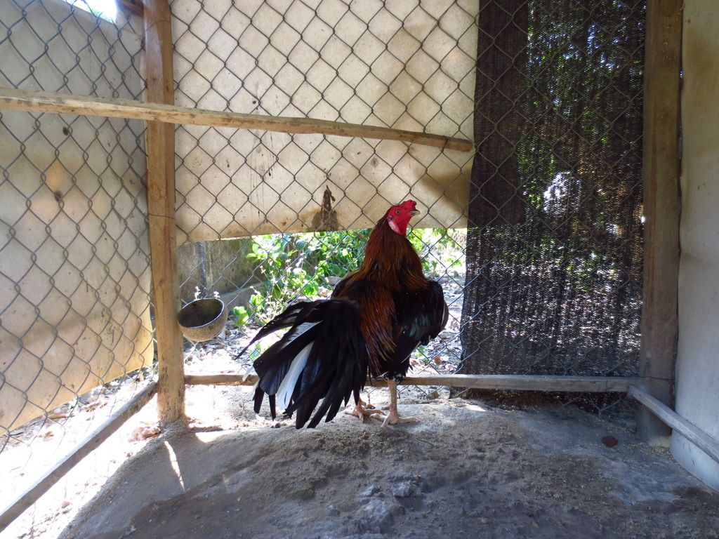 Topic của những con gà nòi cựa đẳng cấp và uy tín - 7