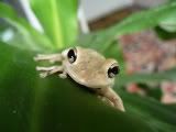 frog.jpg