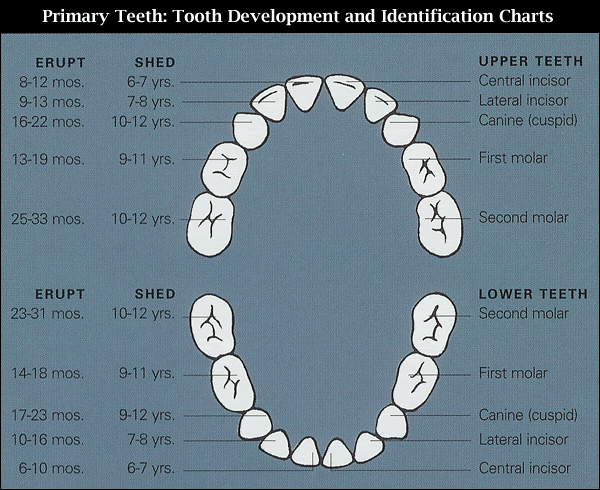 Teething time