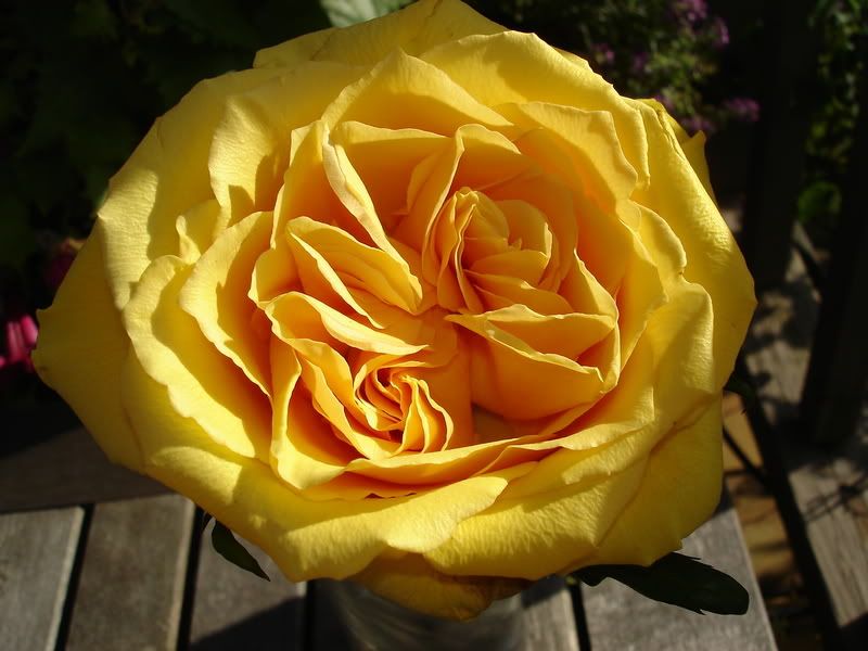 Brian_sRose1M002.jpg