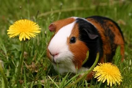 english guinea pig