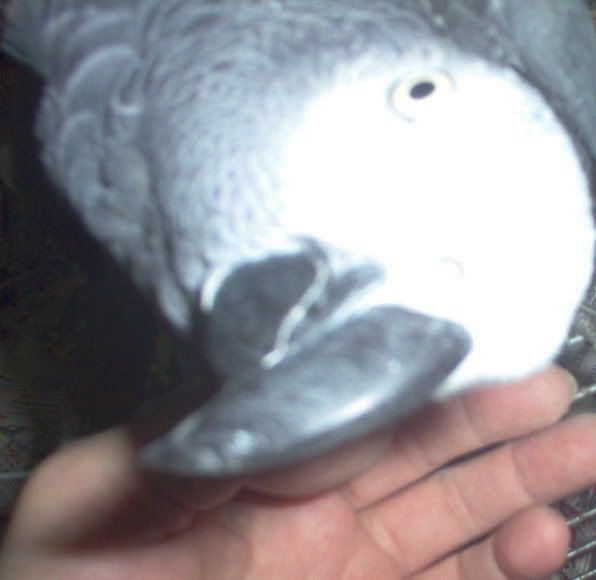 Posted Image