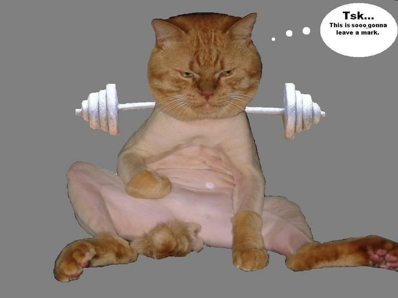 shaved20cat-2.jpg