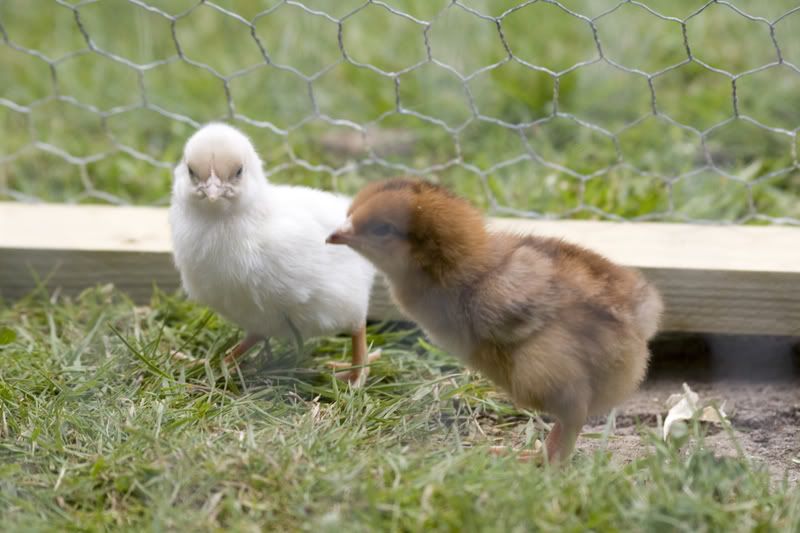 Chicks.jpg