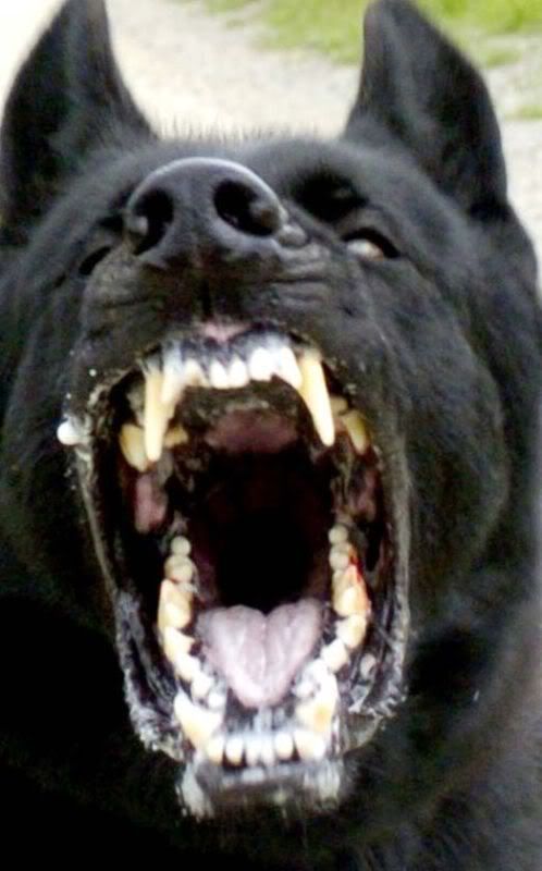 dog_attack2.jpg