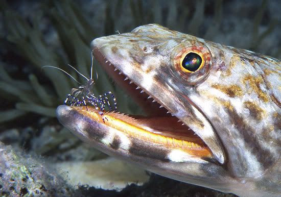 1025CleanerPrawn550x386.jpg