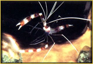 crust_banded_coral_shrimp.jpg