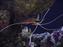 shrimp_001.jpg