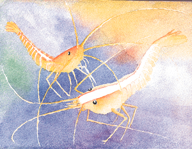 shrimpsgreatlite.gif