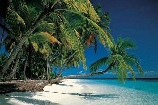 Tropical Beach Pictures, Images and Photos