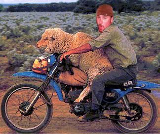 84Sheep.jpg