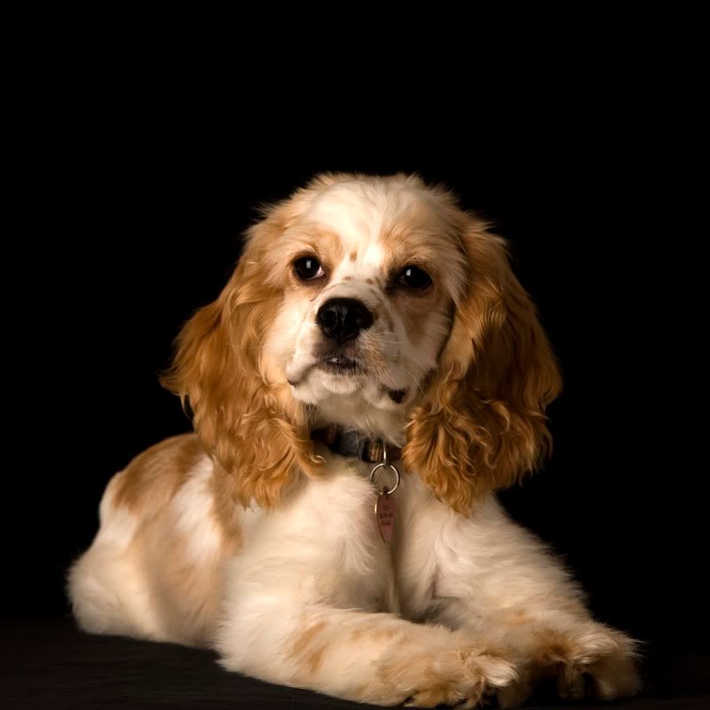 IMAGE: http://i30.photobucket.com/albums/c319/spydermonkey00/rogen/roganlayingblkbg.jpg