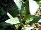 th_GardenApril2010006-2.jpg