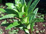 th_GardenApril2010007-2.jpg