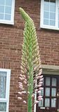 th_GardenJune2010009.jpg