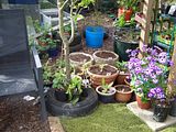 th_GardenMay2010003.jpg