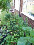 th_GardenMay2010008.jpg