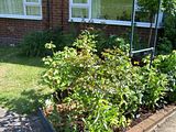 th_GardenMay2010009.jpg
