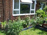 th_GardenMay2010011.jpg