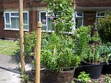 th_GardenMay2010013.jpg